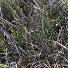 Ophiopogon Black Dragon Picture of Ophiopogon Black Dragon (3664)