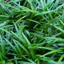 Picture of Ophiopogon Japonicus (Mondo) (3670)