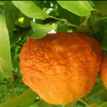 Picture of Orange Bergamot (28483)