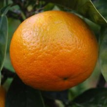 Picture of Orange Best Seedless (3676)