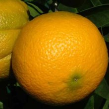 Picture of Orange Cara Cara Dwf (29707)