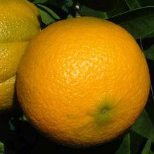 Picture of Orange Cara Cara  (3678)