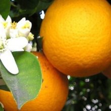 Orange Carters Navel Dwf Picture of Orange Carters Navel Dwf (30996)