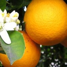Picture of Orange Carters Navel (3679)