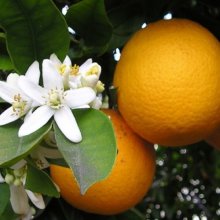 Picture of Orange Cipo Std Weeping (3680)