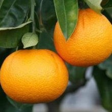 Orange Harwood Late Picture of Orange Harwood Late (3681)
