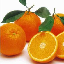Orange Lue Gim Gong Picture of Orange Lue Gim Gong (29708)