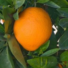 Orange Navelate Picture of Orange Navelate (12053)