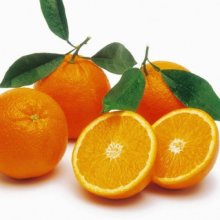 Orange Navelina Picture of Orange Navelina (3683)