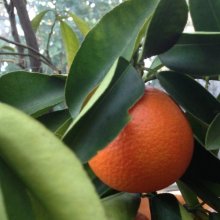 Orangequat Dwarf Picture of Orangequat Dwarf (30630)