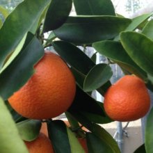 Orangequat Picture of Orangequat (11838)