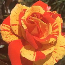 Oranges and Lemons-Rose Picture of Oranges and Lemons-Rose (3691)