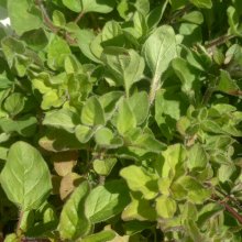 Oregano True Greek Picture of Oregano True Greek (8987)
