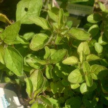 Oregano Picture of Oregano (3692)