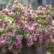 Origanum Bellissimo Picture of Origanum Bellissimo (9454)