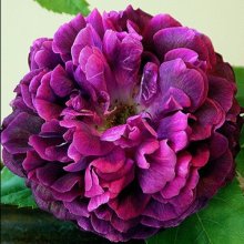 Orpheline De Juillet-Rose Picture of Orpheline De Juillet-Rose (7870)