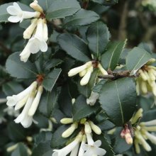 Picture of Osmanthus Pearly Gates (7833)