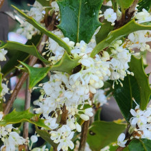 Picture of Osmanthus Purpurea (10739)