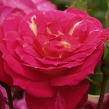 Outta The Blue-Rose Picture of Outta The Blue-Rose (3704)