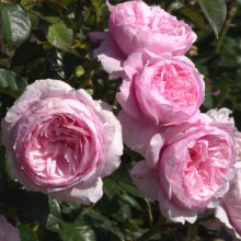 Oxford Girl Clg-Rose Picture of Oxford Girl Clg-Rose (30912)