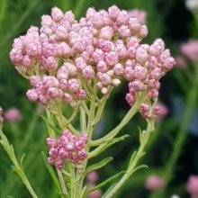 Picture of Ozothamnus Just Blush (12036)