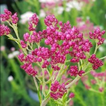 Picture of Ozothamnus Royal Flush (12035)