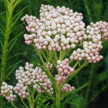 Picture of Ozothamnus Springtime White (10999)