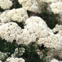 Picture of Ozothamnus Winter White (29529)
