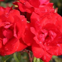 PJs Rose-Rose Picture of PJs Rose-Rose (4078)
