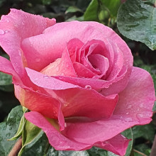 Pacific Glory-Rose Picture of Pacific Glory-Rose (7759)