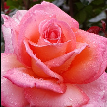 Paddy Stephens Std 80cm-Rose Picture of Paddy Stephens Std 80cm-Rose (3711)