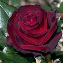 Papa Meilland Std 80cm-Rose Picture of Papa Meilland Std 80cm-Rose (3718)