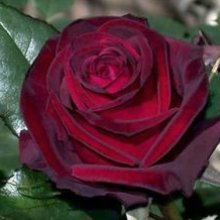 Papa Meilland-Rose Picture of Papa Meilland-Rose (3717)