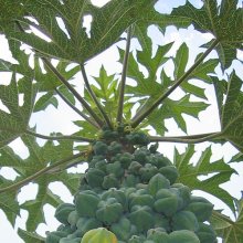 Papaya Picture of Papaya (12052)