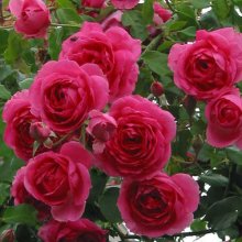 Picture of Parade Clg-Rose (3720)