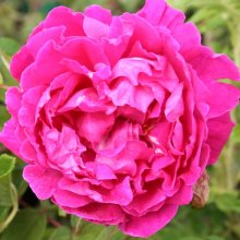 Picture of Parfum De l Hay-Rose (3734)