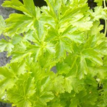 Parsley Italian Plain Leaf Picture of Parsley Italian Plain Leaf (7456)