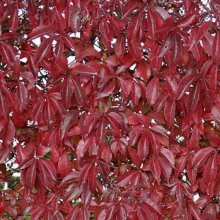 Parthenocissus Quinquefolia Picture of Parthenocissus Quinquefolia (3741)