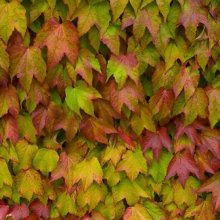 Parthenocissus T Veitchii Picture of Parthenocissus T Veitchii (8535)