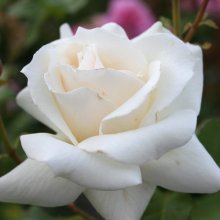Pascali Std 80cm-Rose Picture of Pascali Std 80cm-Rose (3746)
