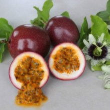 Passionfruit Panama Red Picture of Passionfruit Panama Red (11446)