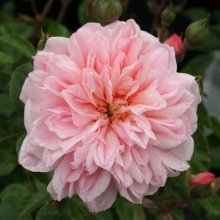 Picture of Paul Transon Clg-Rose (3762)