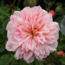 Picture of Paul Transon Std Weeper 1.8m-Rose (3763)