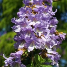 Paulownia Tomentosa Picture of Paulownia Tomentosa (3765)