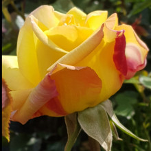 Peace Std 80cm-Rose Picture of Peace Std 80cm-Rose (3799)