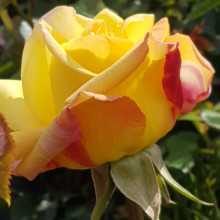 Peace-Rose Picture of Peace-Rose (3795)