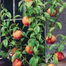 Picture of Peach Bonanza Dwf Std GQ (3803)