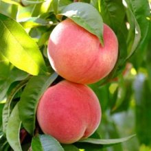 Picture of Peach Coconut Ice (6515)