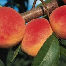 Picture of Peach Dble Red Haven/Snow Queen (8696)