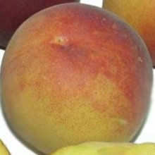 Peach Golden Grace Picture of Peach Golden Grace (11204)